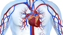 снизить риск развития сердечно-сосудистых заболеваний